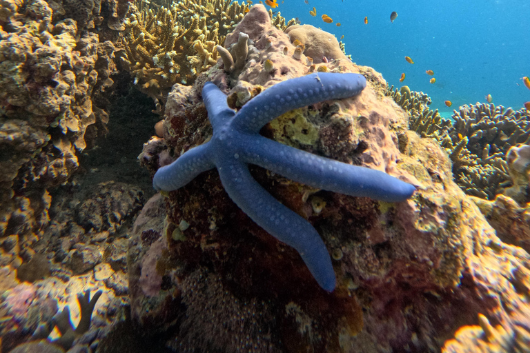 Pemuteran Bali: Menjangan Island Snorkeling Trip with Lunch