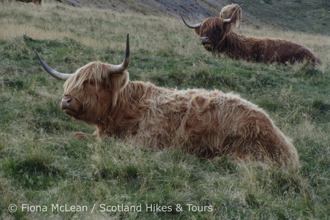 Hills, heather & Highland cows: Hiking in the Pentlands Hills, heather & Highland cows - Hiking in the Pentlands