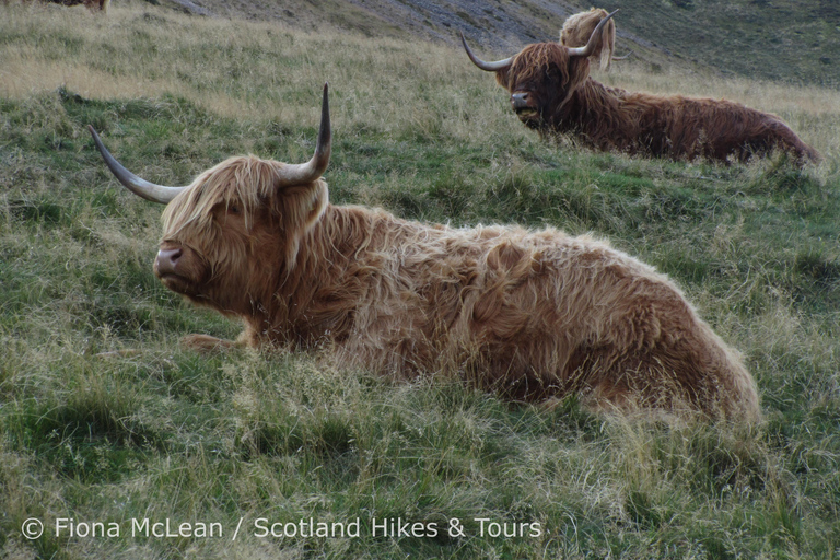 Hills, heather & Highland cows: Hiking in the Pentlands Hills, heather & Highland cows - Hiking in the Pentlands