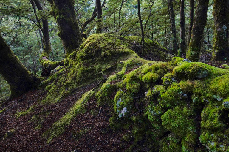 Queenstown and Environs: Full Day Private Photography Tour Queenstown: Full Day Private Photography Tour