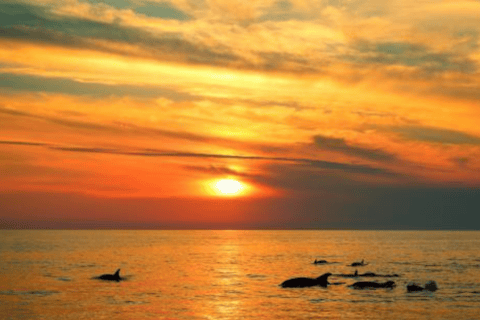 Medulin: 3h Ultra ALL-INCLUSIVE Sunset Dolphin Boat trip 3hours Dolphin Sunset watching with drinks+dinner sandraboat