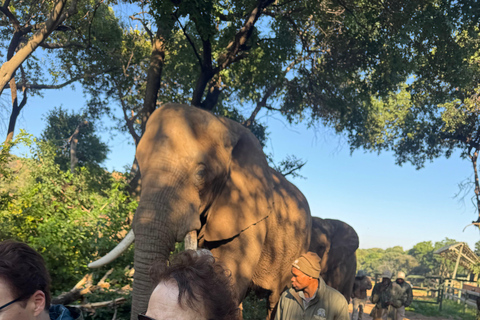 Vanuit Johannesburg: Dagtrip olifanten- en apenopvangcentrum