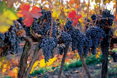 Esperienza enologica Concha y Toro