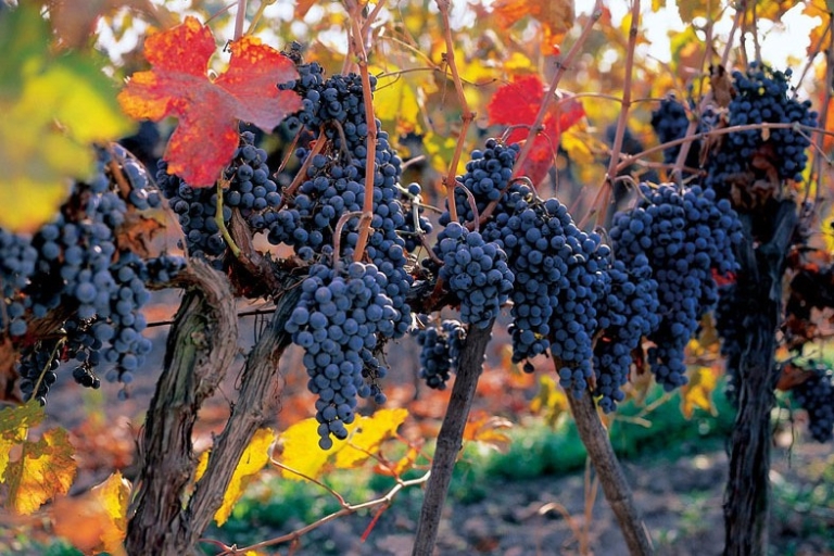 Expérience viticole Concha y ToroVisite des vins traditionnels en espagnol, portugais et anglais