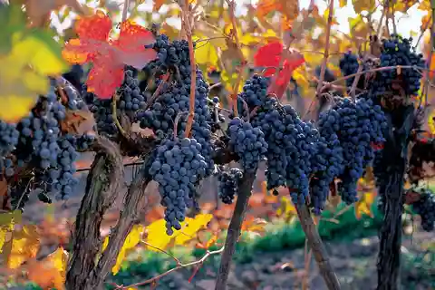 Concha y Toro Wine Experience