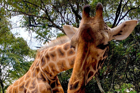 Nairobi: Giraffe Feeding & Photography Experience