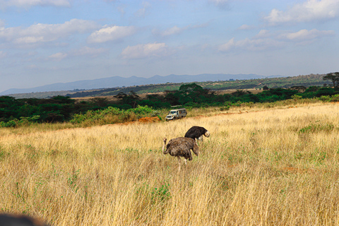 Privérondleiding door het Nairobi Nationaal Park