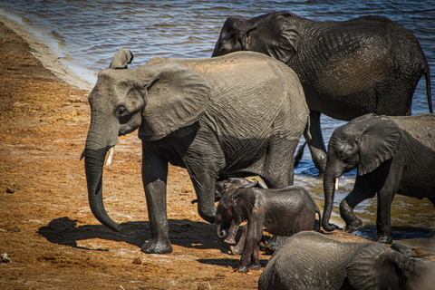 Victoria Falls: Chobe National Park Safari & Dinner Show
