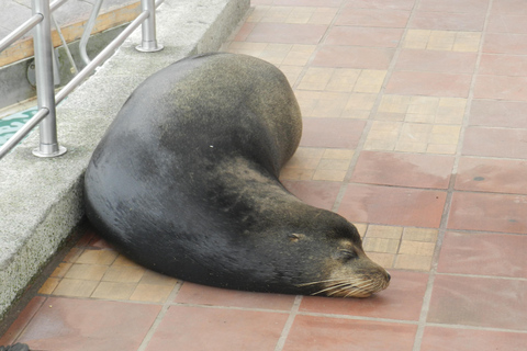 Galapagos Islands - Santa Cruz - 4 days all inclusive ENGLISH GUIDE Santa Cruz - 4 days all inclusive GALAPAGOS ISLANDS