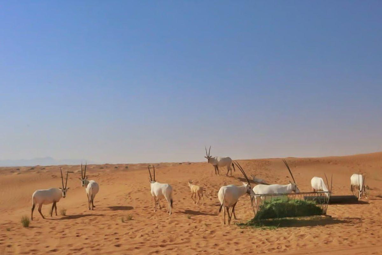 Doha: Desert Safari Tour with Wildlife Experience & Transfer