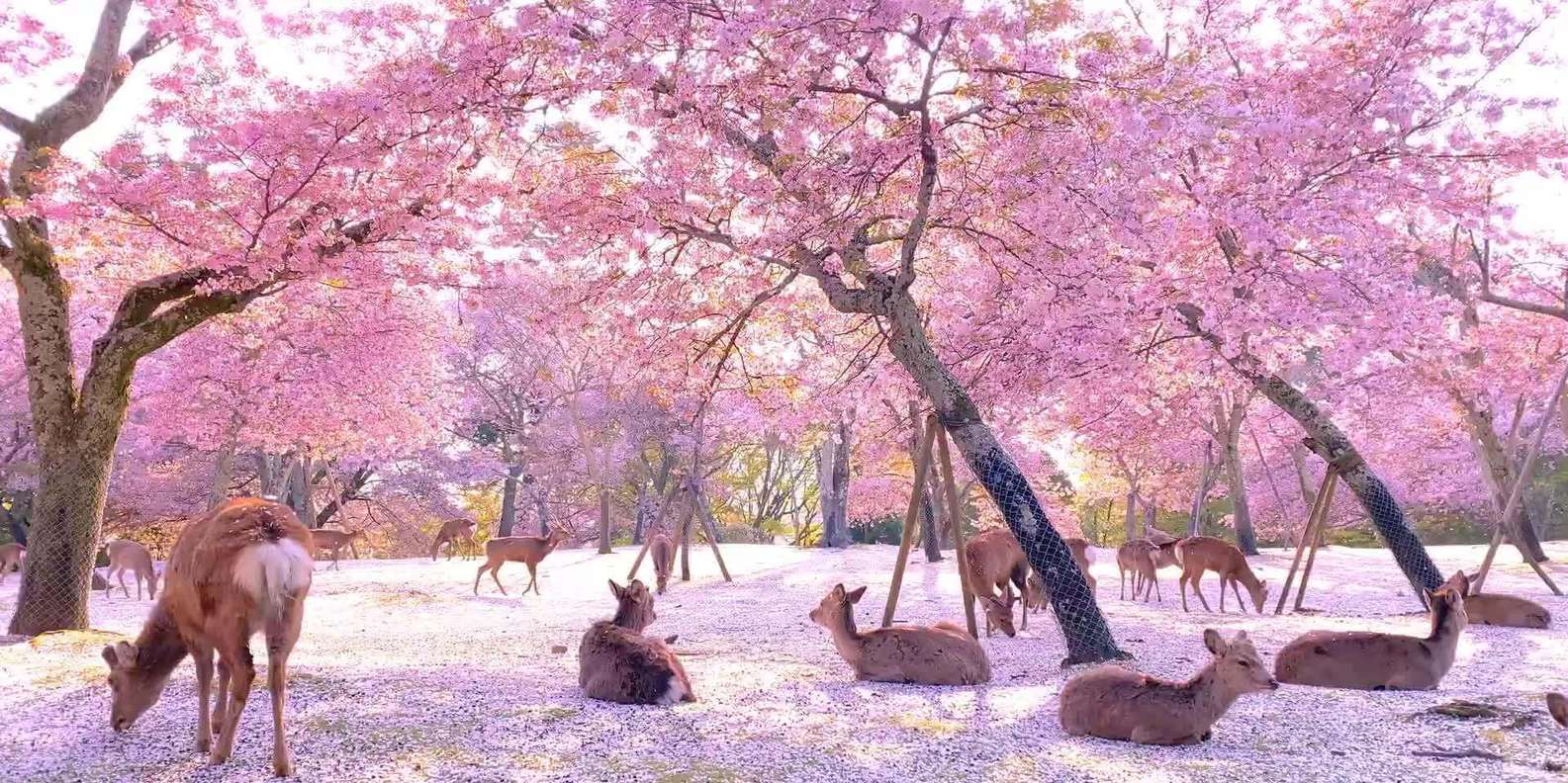 Kyoto/Osaka: Kyoto and Nara Customized Private Guided Tour