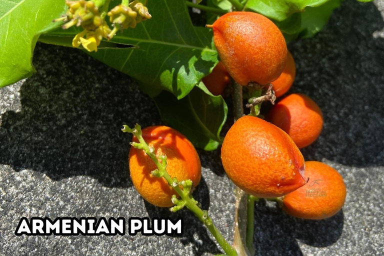 Penang: Tropical Fruit Farm TicketGuided Farm Tour - Malaysian Ticket