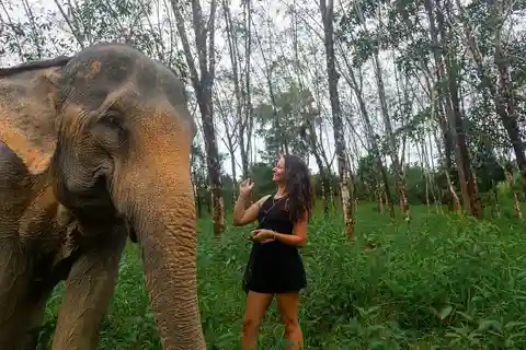 Khaolak: Begin the Day with Elephants - Walk and Feed Tour