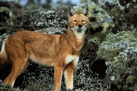 Äthiopien: 10-tägige Wildtier-Fototour mit Flügen
