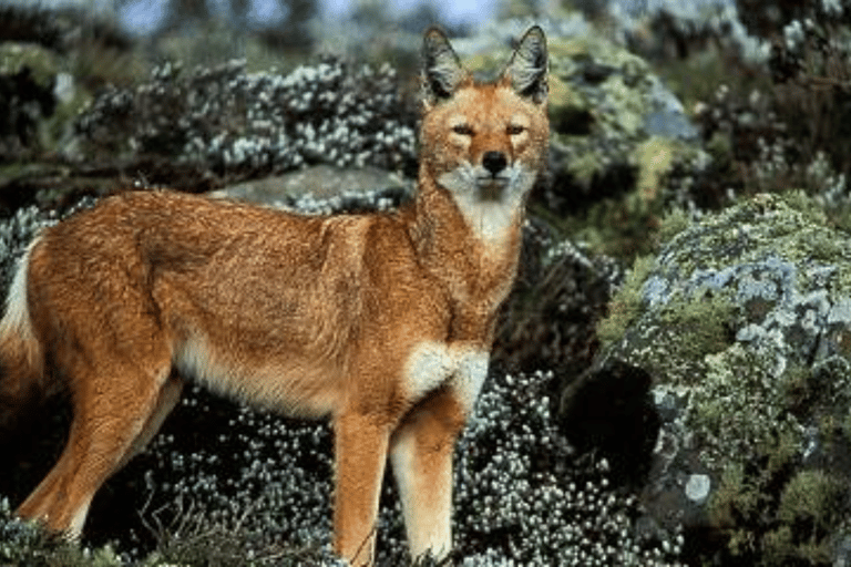 Äthiopien: 10-tägige Wildtier-Fototour mit Flügen