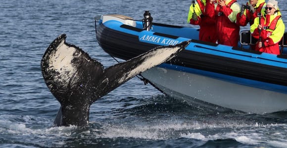 Húsavík: Original Big Whale Safari & Puffins by Speedboat