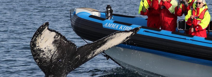 Húsavík : Safari original aux grandes baleines et bateau à moteur pour les macareux