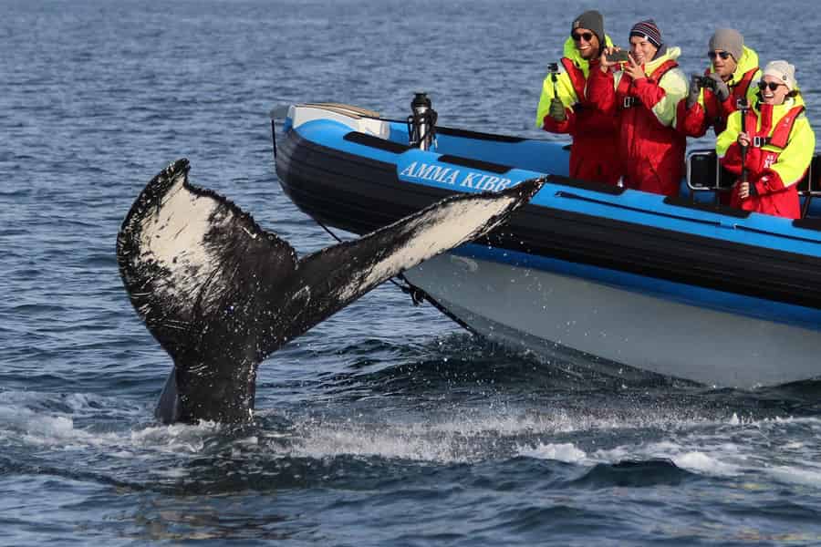 Húsavík: Original Großwalsafari & Papageientaucher mit dem Schnellboot. Foto: GetYourGuide