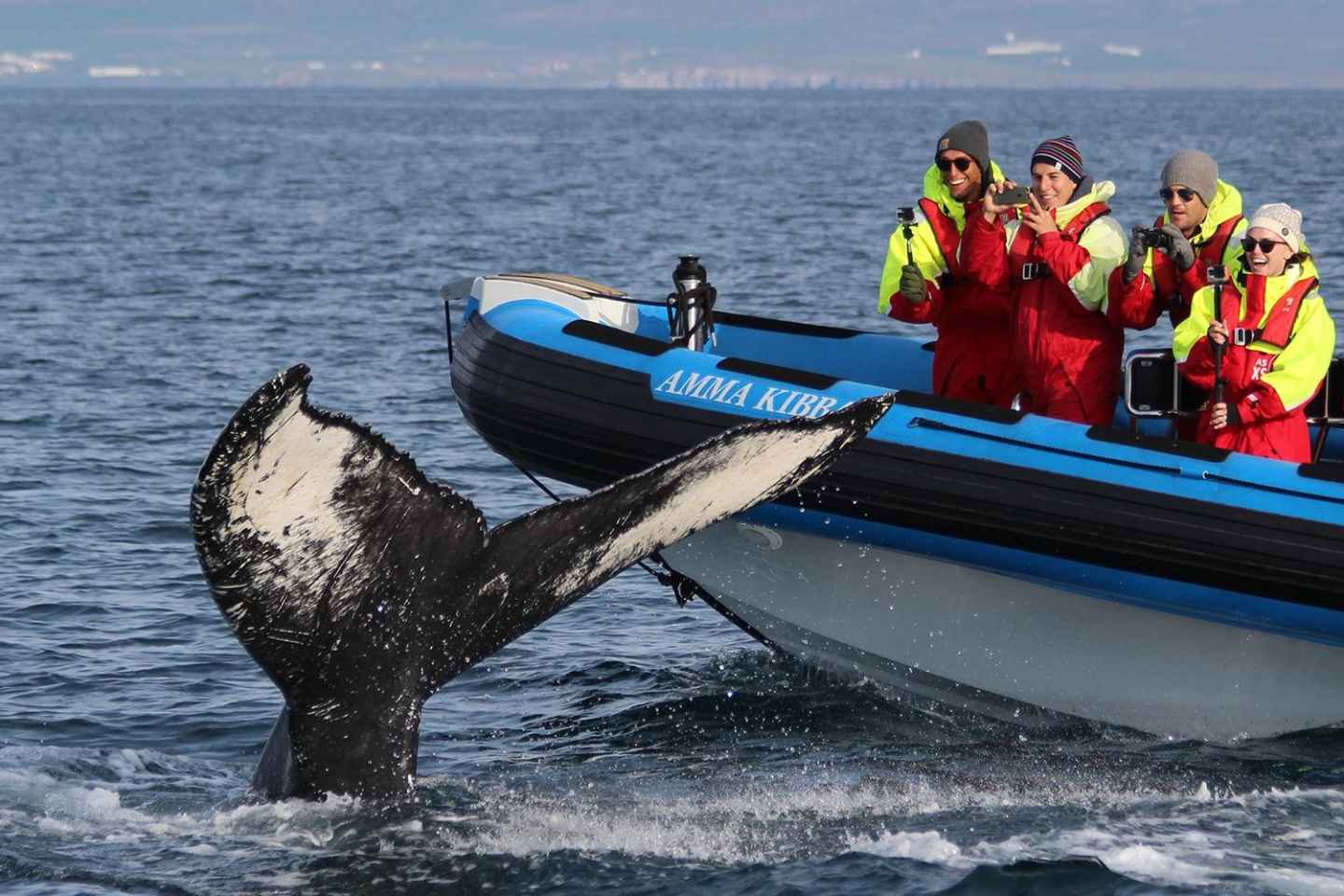 Húsavík: Big Whale Safari & Puffin Island Tour