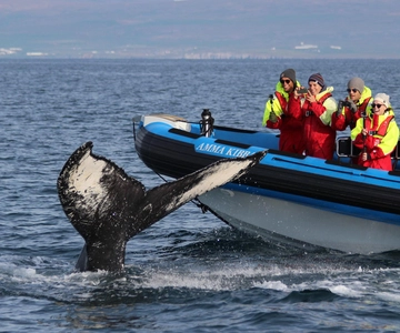 Húsavík: Safari original das grandes baleias e excursão à Ilha dos Puffins