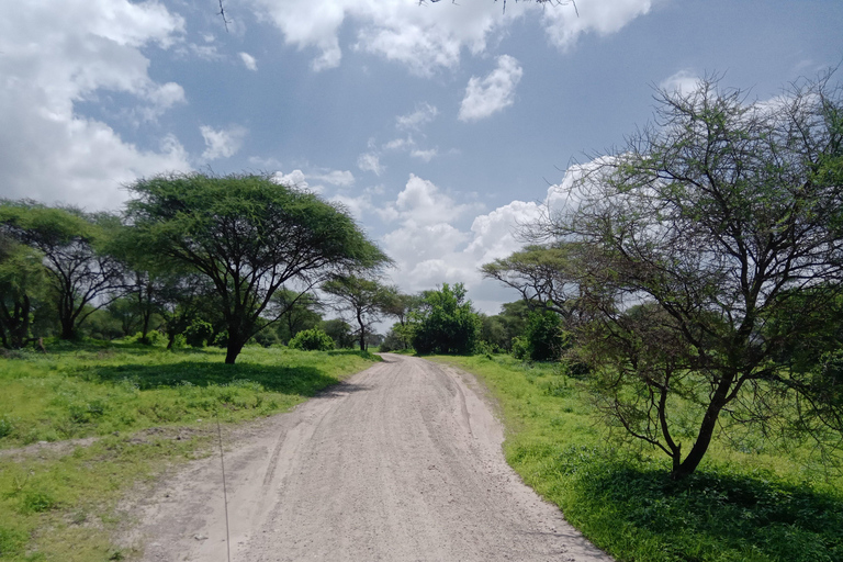 Arusha: Excursión de un día al Parque Nacional de Tarangire con safari en coche