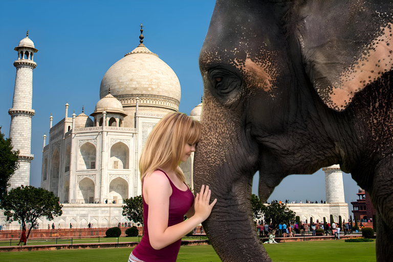 Elephant/Bear Wildlife SOS & Taj Mahal Sunrise Tour by Car SOS & Monument Entrance + Meal at 5-Star +Live Guide +AC Car