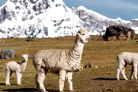 Cusco: Day trip to the 7 Ausangate Lagoons with lunch