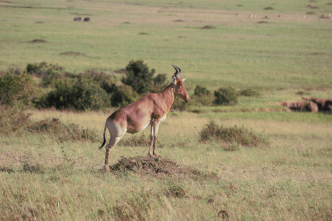 Pacote de 3 dias e 2 noites para Masai Mara