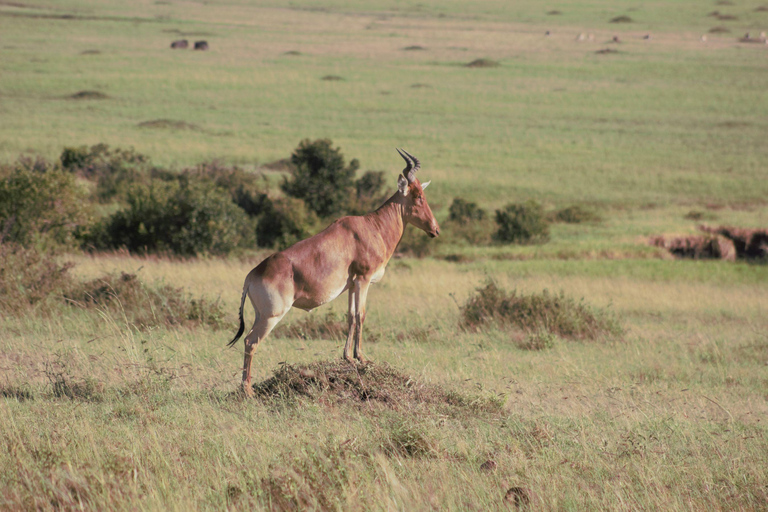 Pacote de 3 dias e 2 noites para Masai Mara