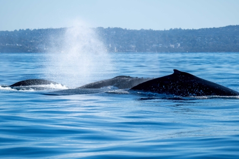 Sydney: Familienfreundliches Whale Watching Erlebnis