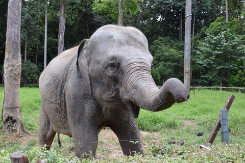 Excursion d'une journée à Kuala Lumpur : grottes de Batu et sanctuaire des éléphants