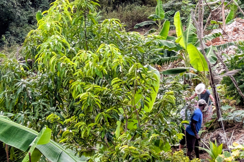 Negril: Jamaican Roots Tropical Farm Tour (2.5 hr w/ pickup)