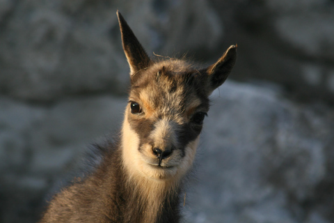 Innsbruck: Ingresso para o Zoo Alpino