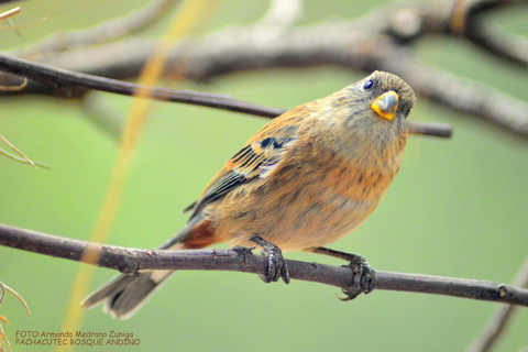 Cusco: Hummingbird Sanctuary Tour — 30+ Bird Species with transfers