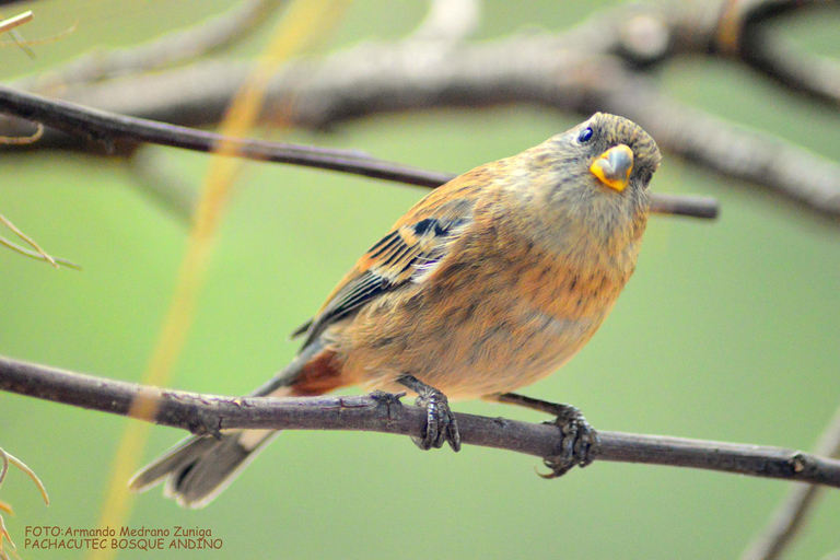 Cusco: Hummingbird Sanctuary Tour — 30+ Bird Species with transfers