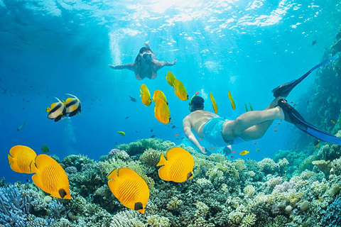 Hurghada: Dive Experience for Beginners or Certified Divers Full-Day Scuba Diving for Certified Divers