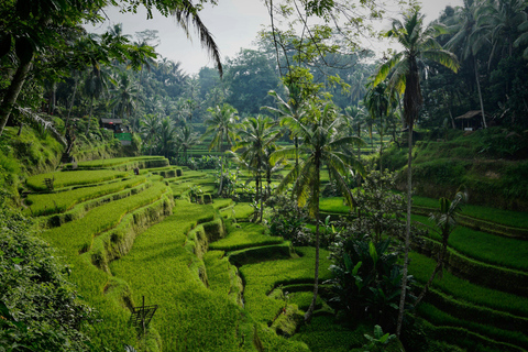 Ubud Half-Day Tour: Rice Terrace, Waterfall & Coffee Ubud Area Pickup – Without Entry Tickets