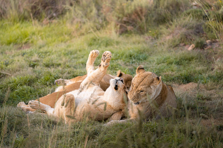 Safari dans la réserve de Big5 Aquila avec déjeuner et dégustation