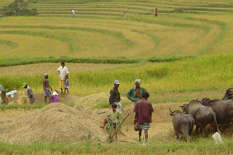 1 DAY Sigiriya, Dambulla, and Village Tour