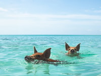 Nassau, Rose Island Swimming Pigs Morning Tour - Housity