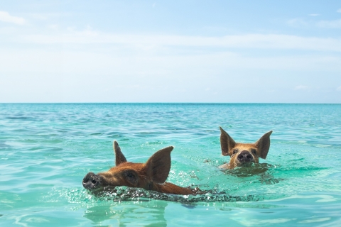 Swimming Pigs Encounter - Pigs can’t fly, but they do swim!