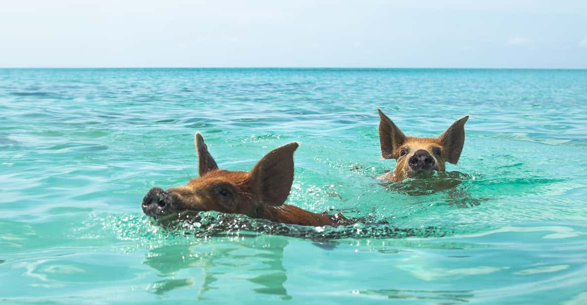 Nassau: Rose Island Swimming Pigs Morning Tour | GetYourGuide