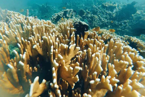 Excursion d&#039;une journée avec plongée en apnée Gili Layar/Gili Gede&amp;Gili Rengit