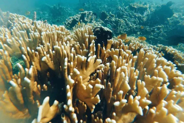 Excursion d&#039;une journée avec plongée en apnée Gili Layar/Gili Gede&amp;Gili Rengit