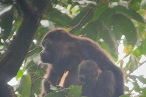 Parc national de Tortuguero : Aventure sur la piste des jaguars (Day Walk)