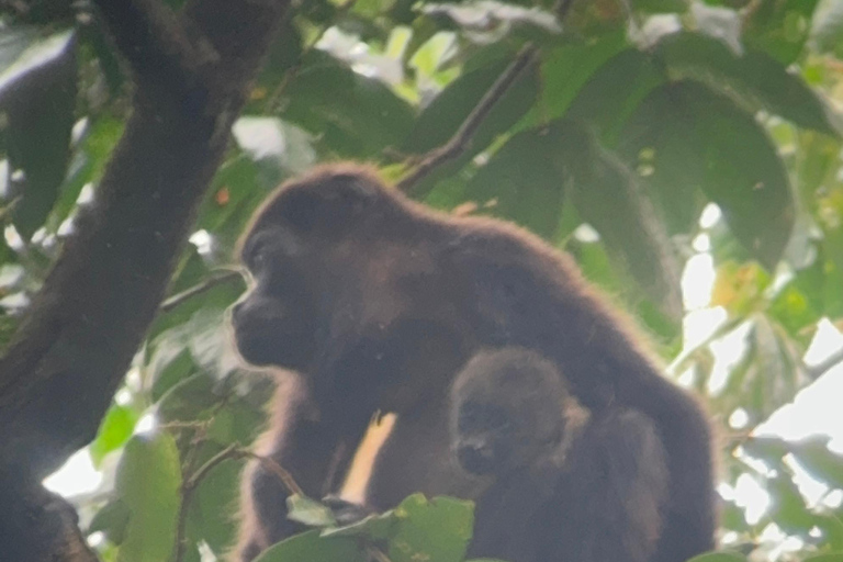 Parque Nacional de Tortuguero: Caminata de un día por el Sendero del Jaguar