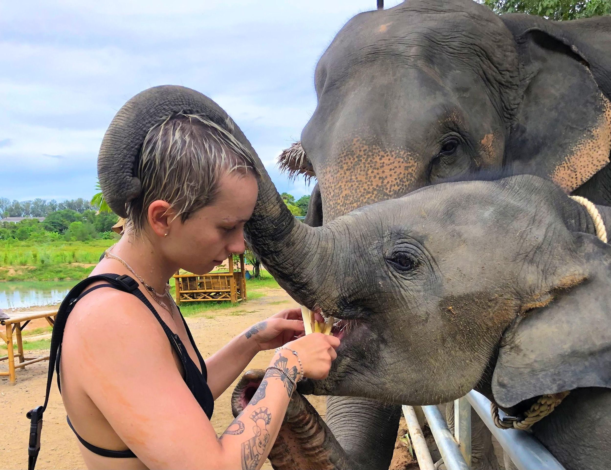 Phuket: Fütterung der Riesen im Elephant Care Park in Phuket