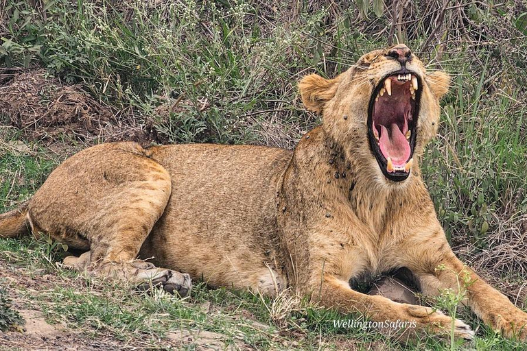 Halvdagsutflykt till Nairobis nationalpark med upphämtning från hotell