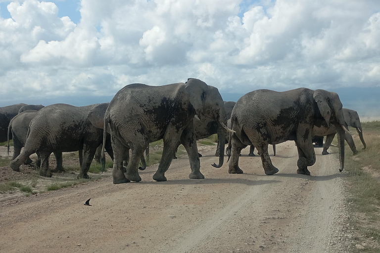 Nairobi: Amboseli National Park and Maasai Village Day Trip