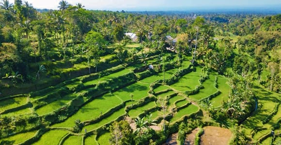Lombok: Tour of Tetebatu Village, Waterfalls & Monkey Forest